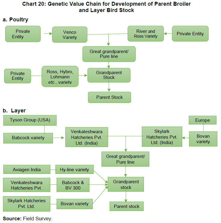 Chart 20: Genetic Value Chain for Development of Parent Broiler and Layer Bird Stock