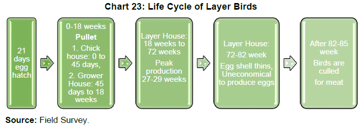 Chart 23: Life Cycle of Layer Birds